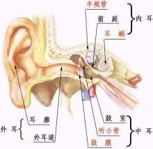 鼓膜穿孔是否構(gòu)成輕傷（續(xù)）？——著重從鼓膜