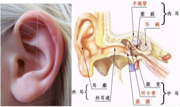 鼓膜穿孔是否構成輕傷？